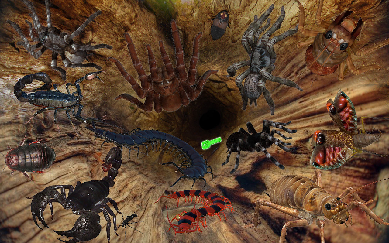 世界の昆虫採集2 昆虫王国 仮 ステージ紹介 Boycraft Blog