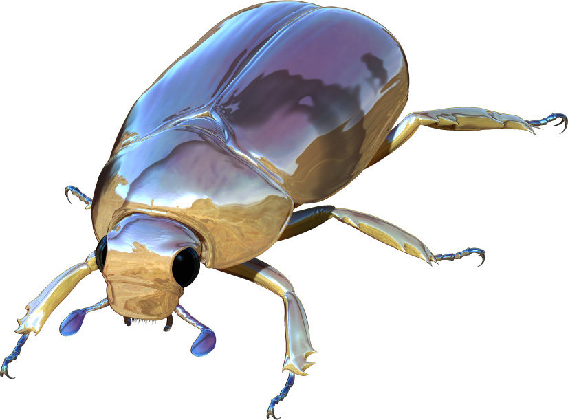 【43mm】カブトハナムグリ コガネムシ プラチナコガネ カナブン　昆虫標本 43mm】カブトハナムグリ コガネムシ プラチナコガネ カナブン 昆虫標本