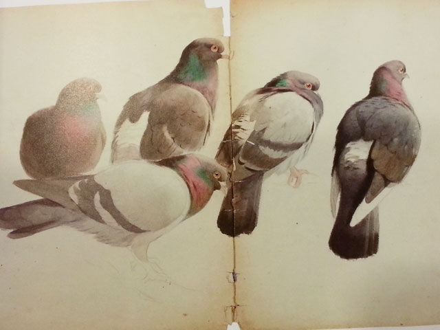 ★ 展覧会 図録 「博物画の鬼才 小林重三の世界 鳥学と歩んだ画家」 ★ クラシック本・雑誌・漫画 - ☆ 展覧会 図録 「博物画の鬼才 小林重三