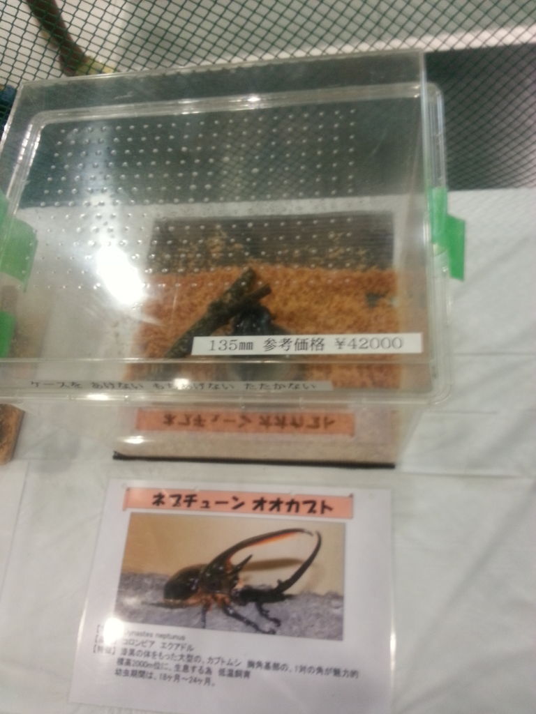 大昆虫展in東京タワー Boycraft Blog