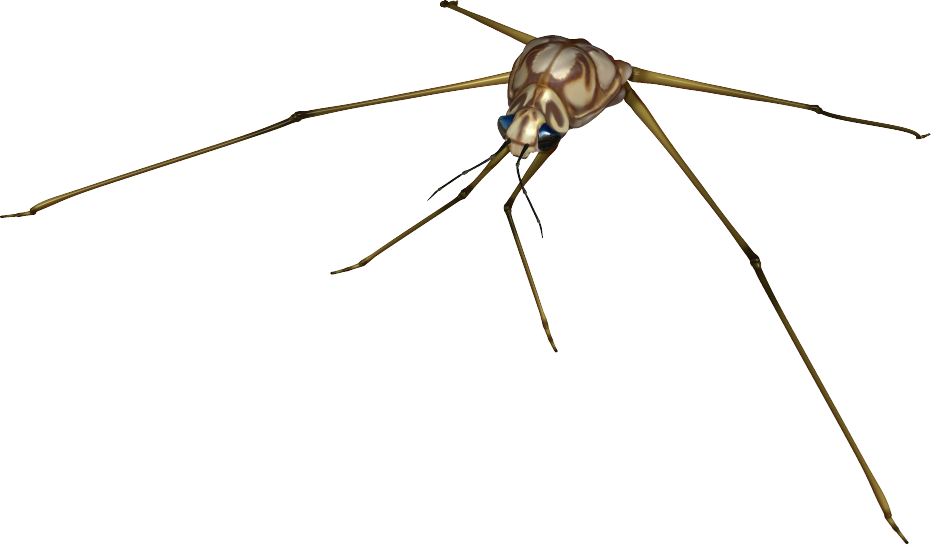 世界の昆虫採集2 昆虫王国 仮 水生昆虫その3 Boycraft Blog