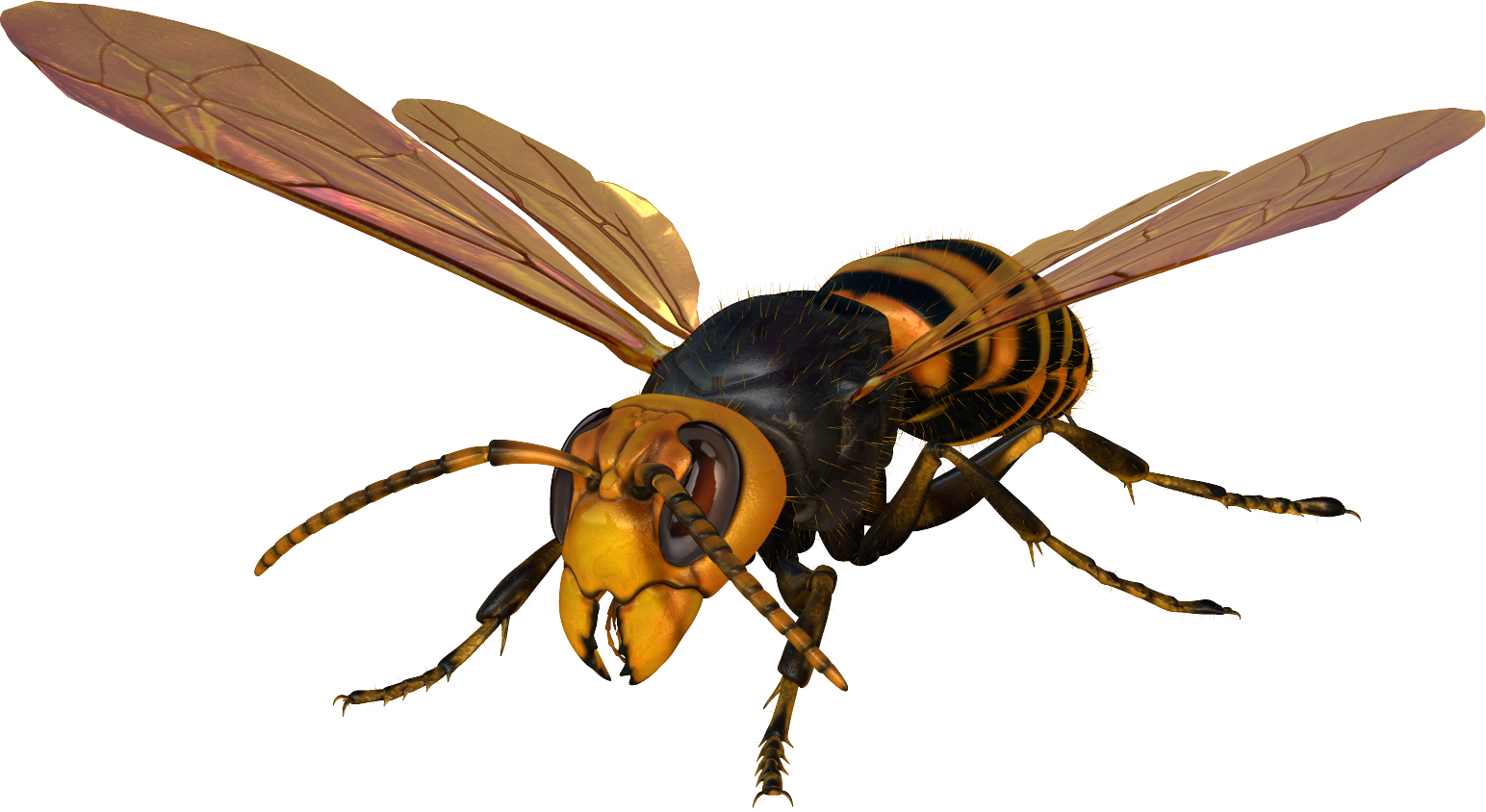 世界の昆虫採集2 昆虫王国 仮 ハチのなかま Boycraft Blog