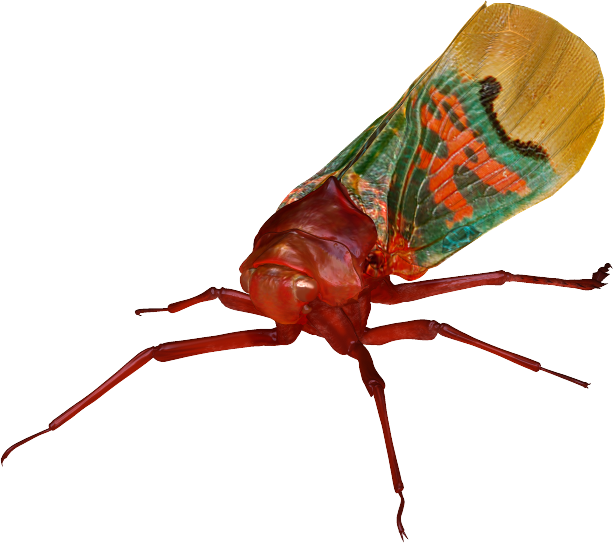 世界の昆虫採集2 昆虫王国 仮 ハゴロモのなかまその2 Boycraft Blog