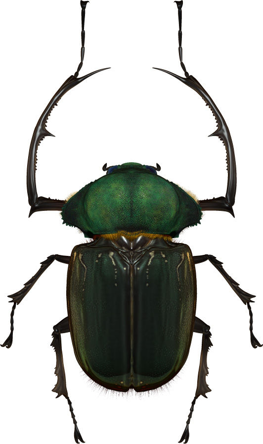 世界の昆虫採集2 コガネムシ カナブンのなかま2 Boycraft Blog