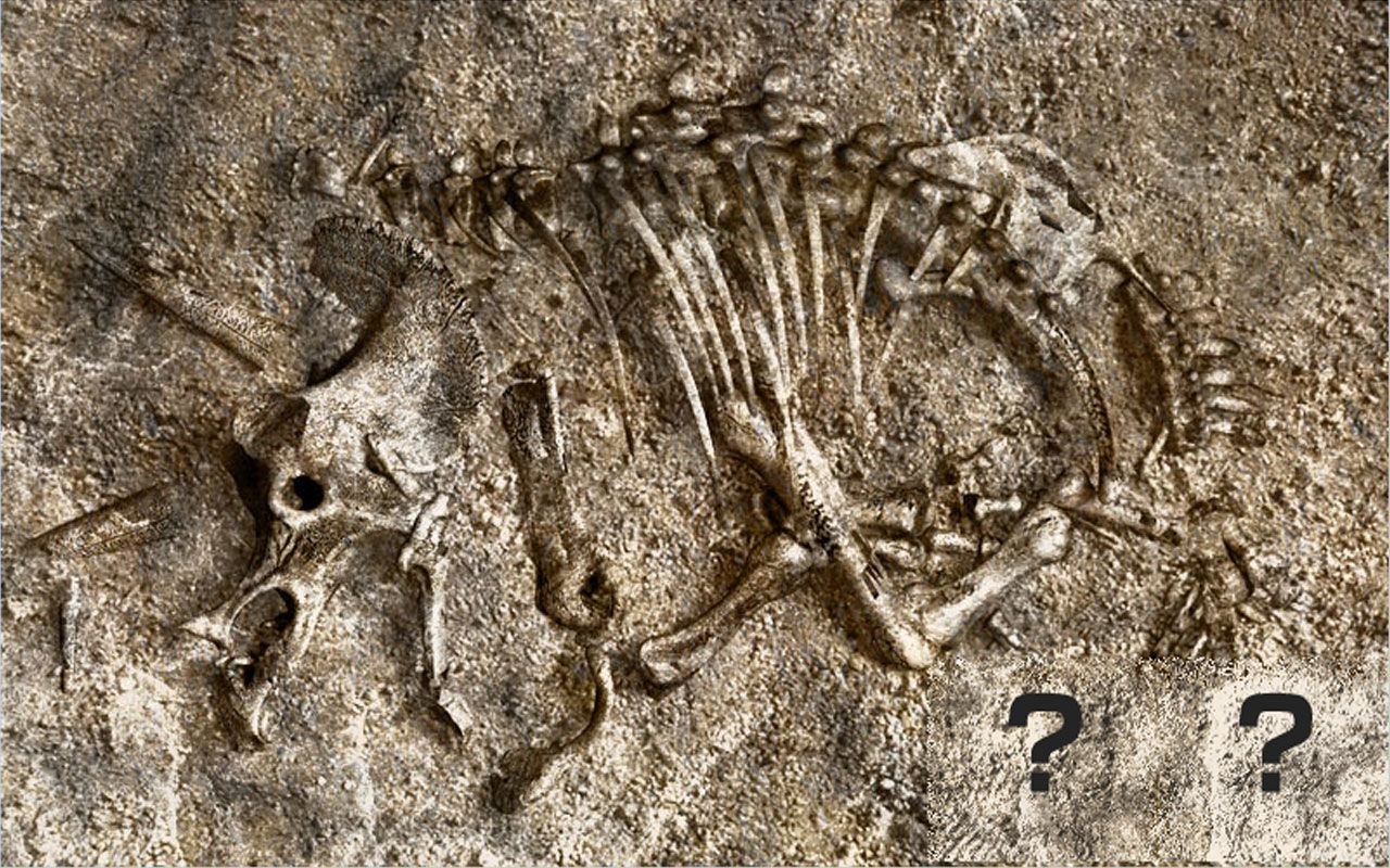 夏の恐竜イベント In 東京 Boycraft Blog