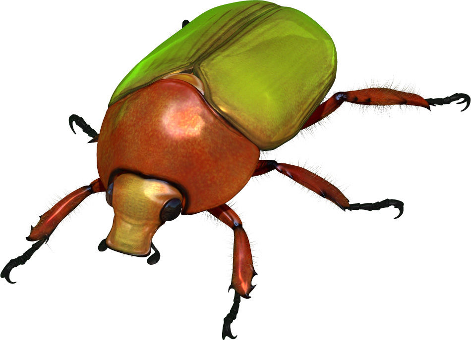 世界の昆虫採集2〜カナブンのなかま(その1)〜 : Boycraft blog 世界の昆虫採集2〜カナブンのなかま(その1)〜 : Boycraft blog