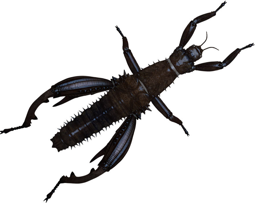 世界の昆虫採集2 ナナフシたち Boycraft Blog