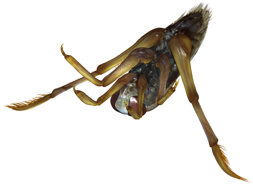 世界の昆虫採集2 昆虫王国 仮 水生昆虫その3 Boycraft Blog