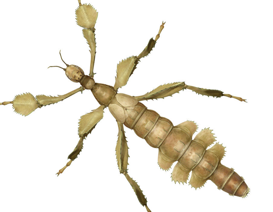 世界の昆虫採集2 ナナフシたち Boycraft Blog 世界の昆虫採集2 ナナフシたち Boycraft Blog