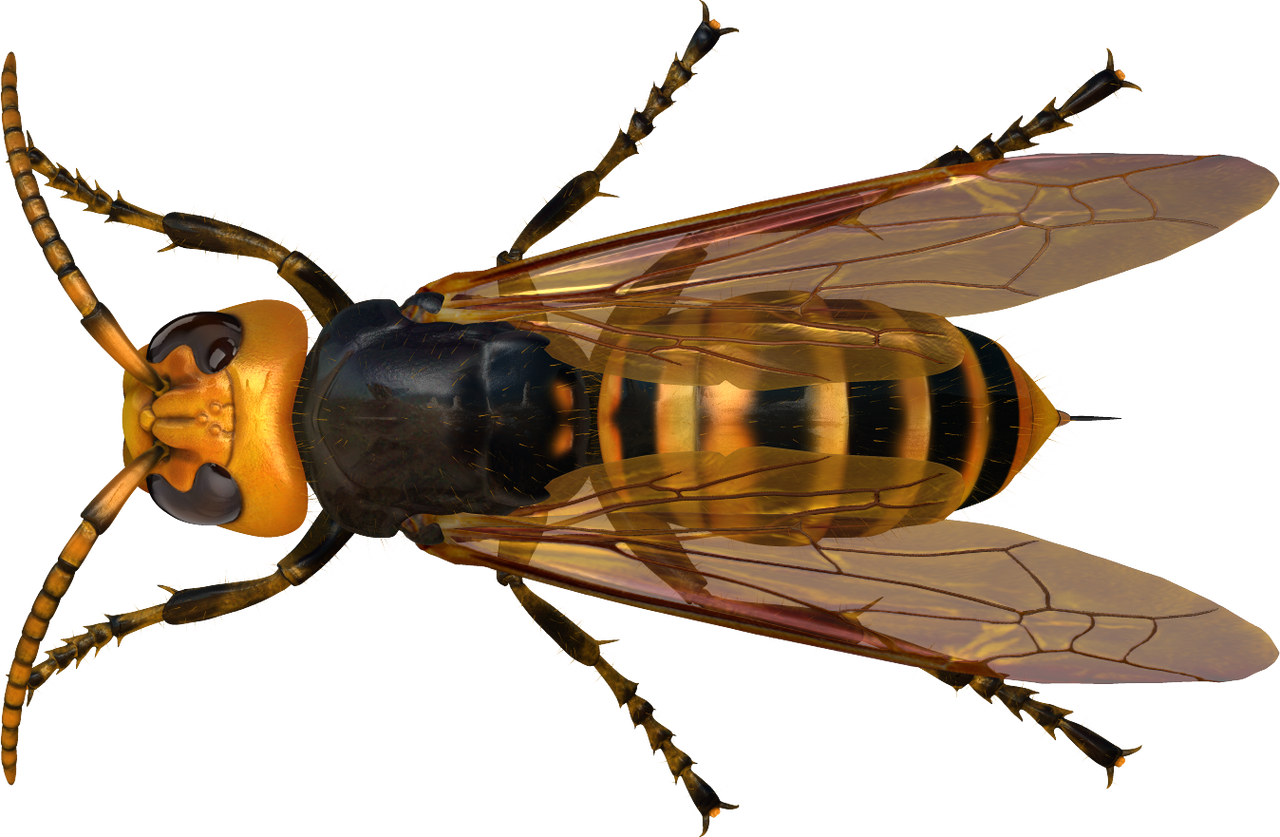 世界の昆虫採集2 昆虫王国 仮 ハチのなかま Boycraft Blog
