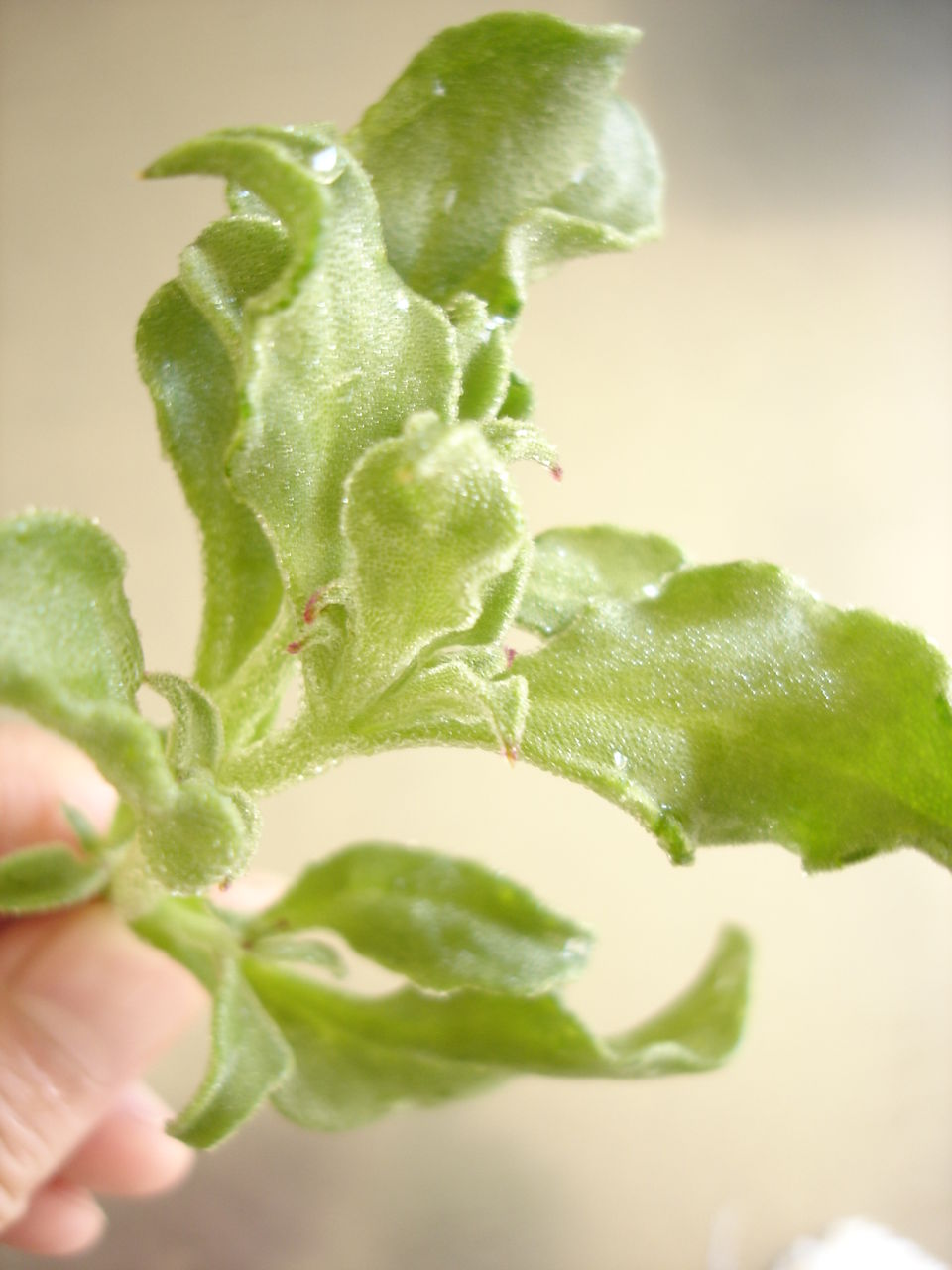 アイスプラントと水菜のコリアンサラダ レシピ キムチの由季家パラム通信