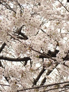 sakura2011 004