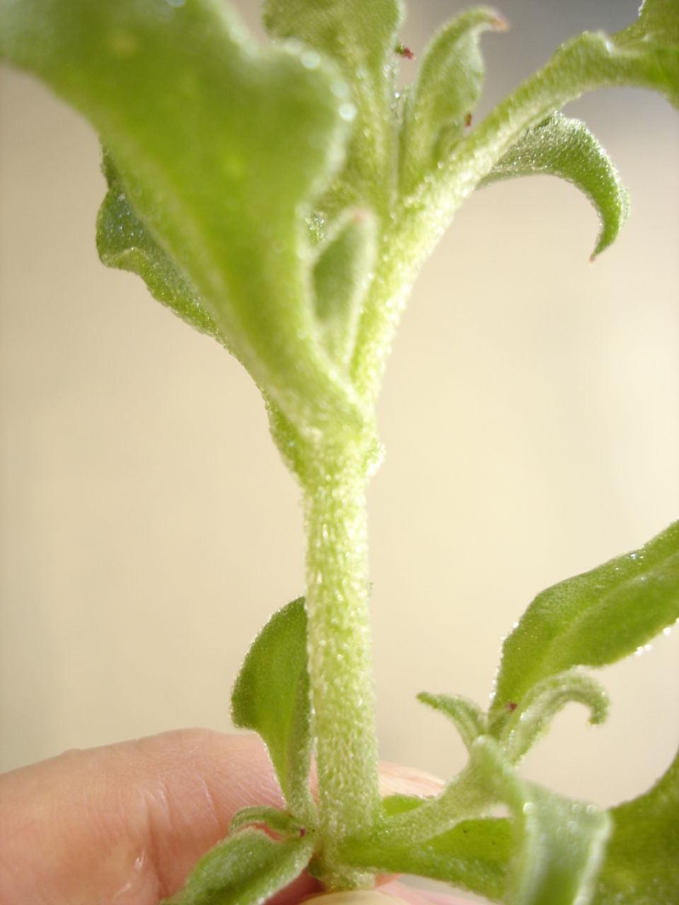アイスプラントと水菜のコリアンサラダ レシピ キムチの由季家パラム通信