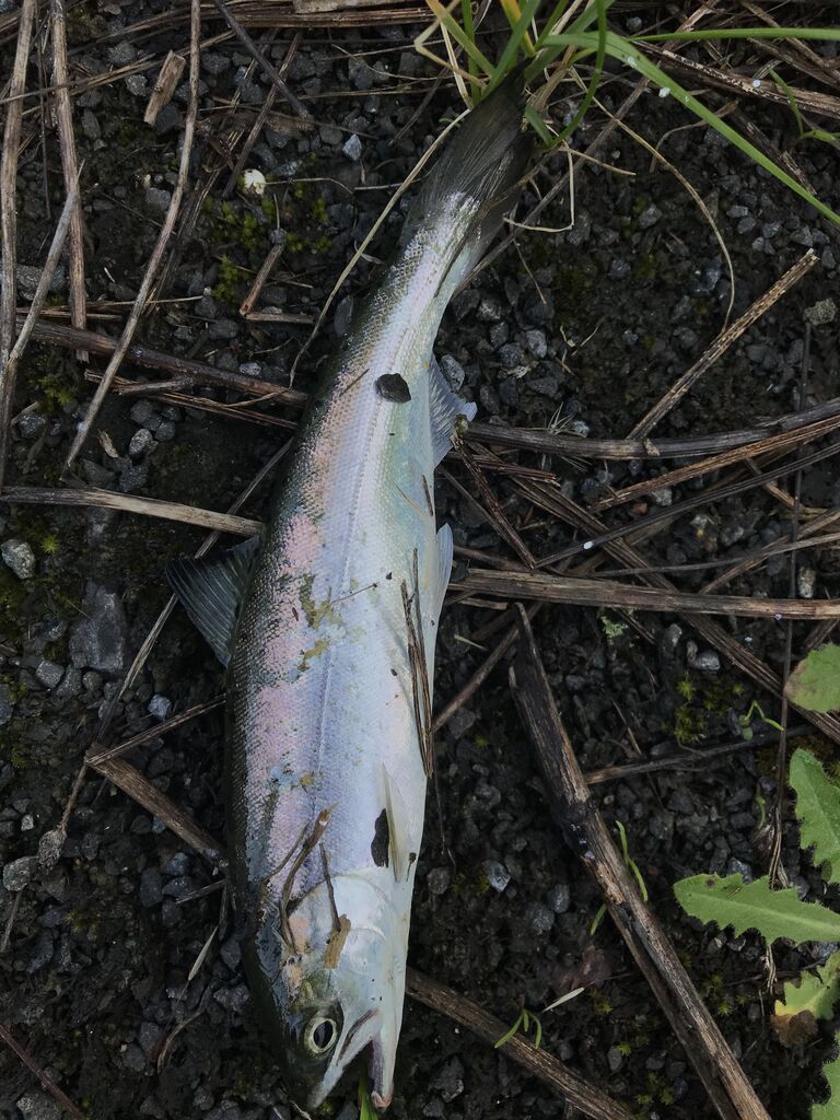 サクラマス ゆうくんパパの北海道を釣る