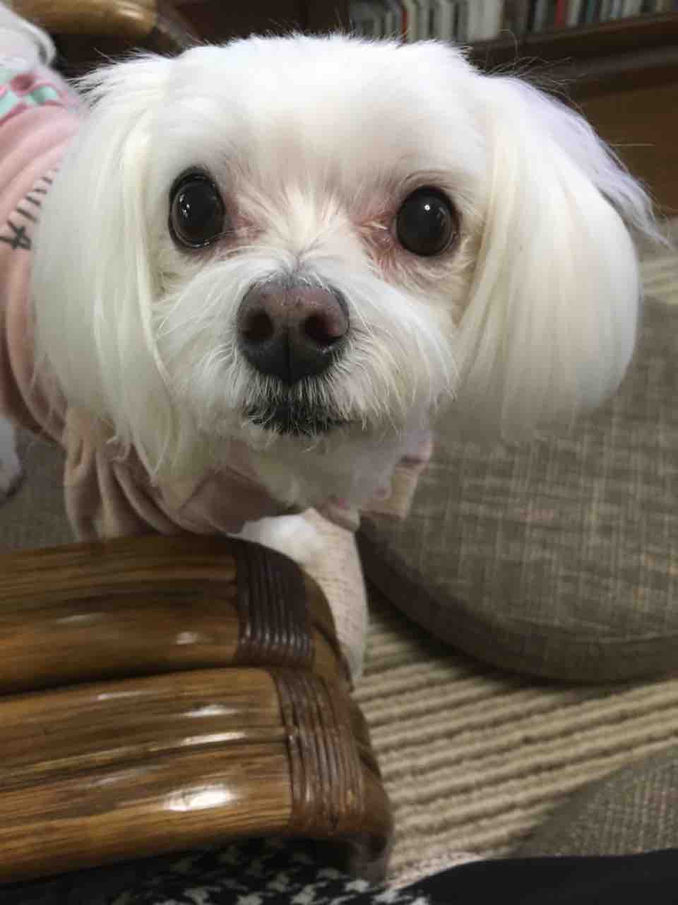 犬と飼い主は似るという 月明かりの部屋 犬と飼い主は似るという 月明かりの部屋