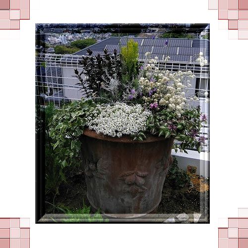 大きな鉢植え Yuumikitadaのblog