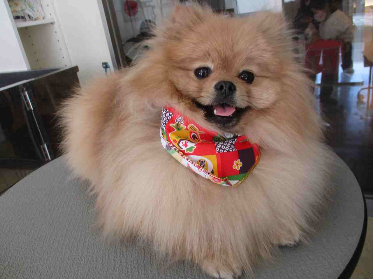 1 19 トリミングに来てくれた子達 ゆうなぎ動物病院