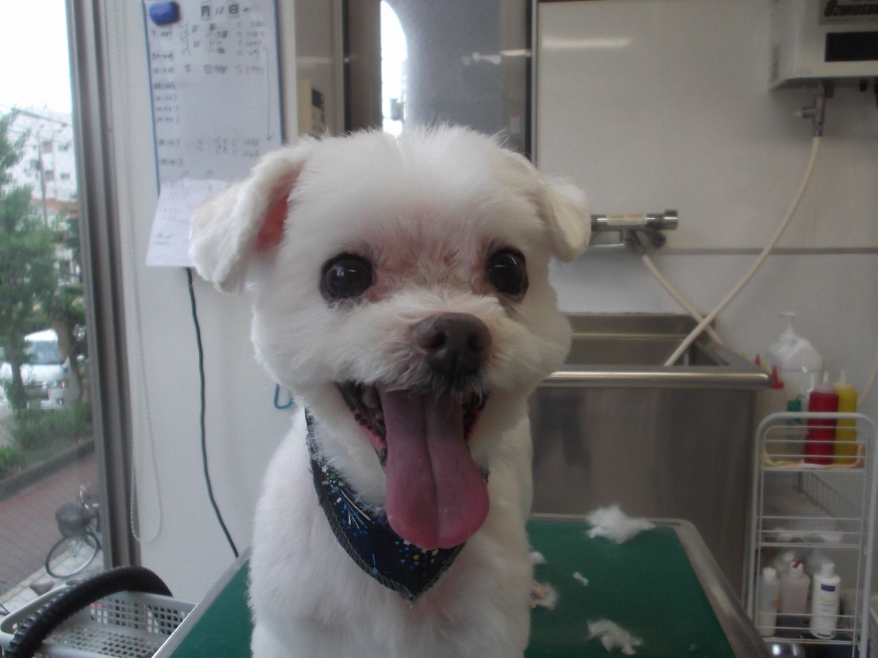 カット犬種とベース犬種 ゆうなぎ動物病院