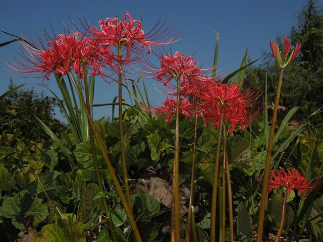 狐の松明 たいまつ って 遊楽のひとりごとblog