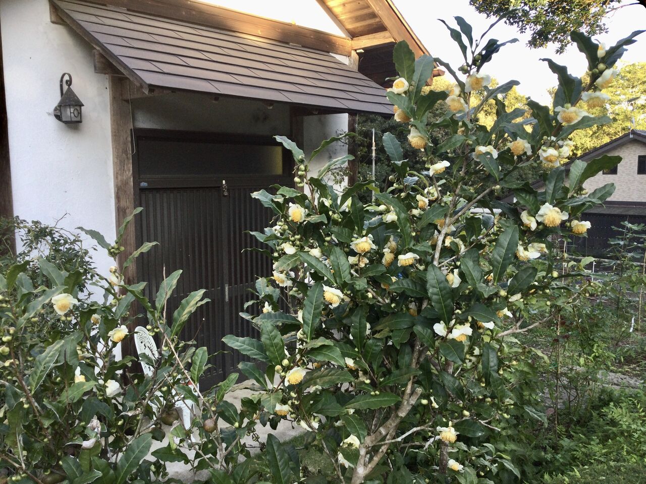お茶の花が満開 森の家便り