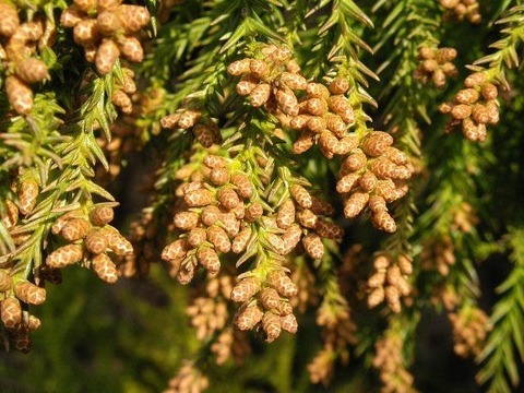 Cryptomeria_japonica-Male_flower