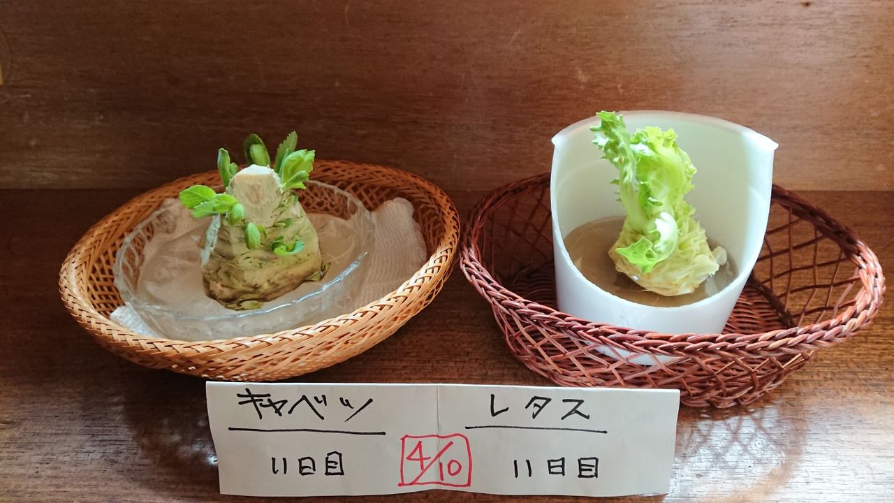 又新しいキャベツの芯 テニスバカ日記 又新しいキャベツの芯 テニスバカ日記