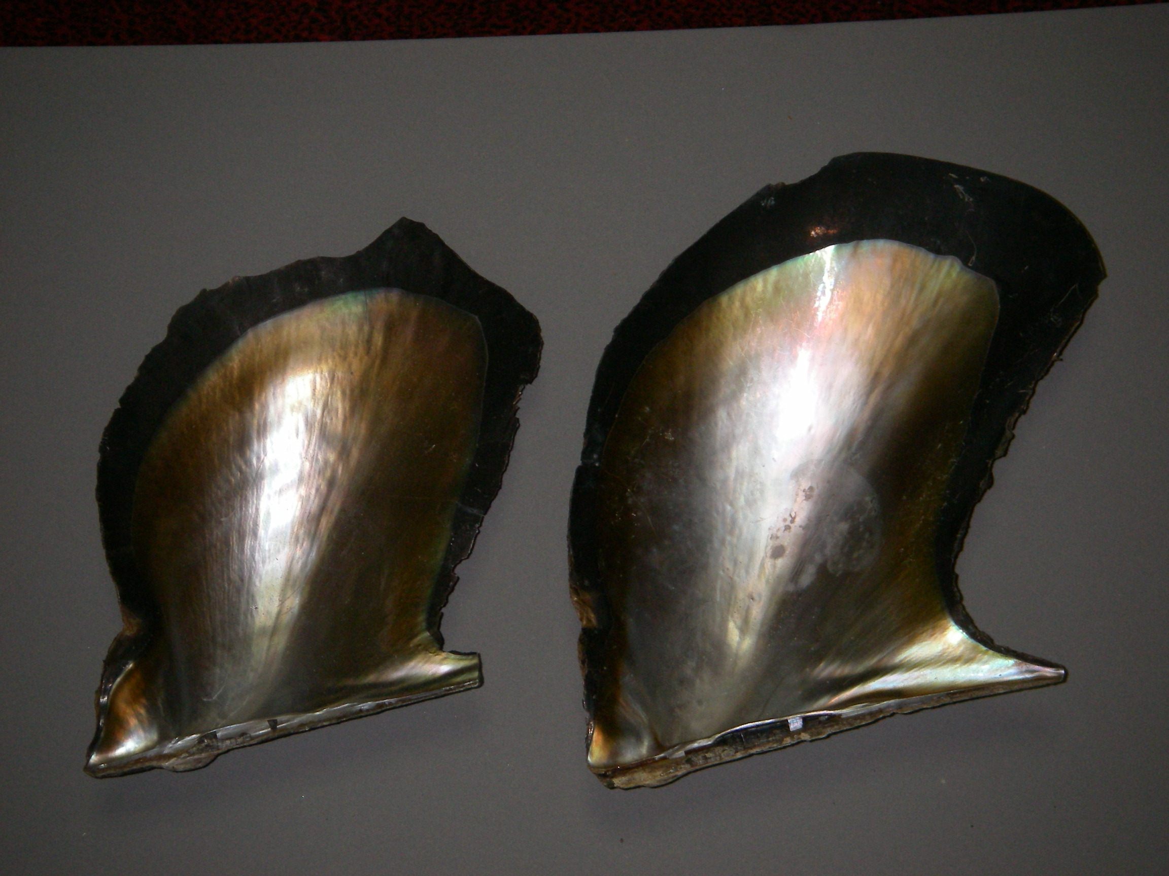 ウグイス貝 串本からの釣り情報