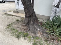 S__51224602_0