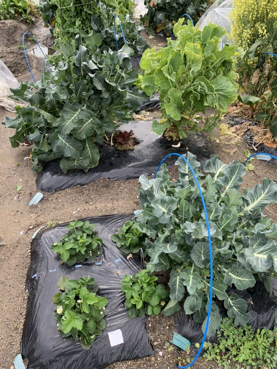 ゆうなお菜園 3月29日 シェア畑の様子と収穫