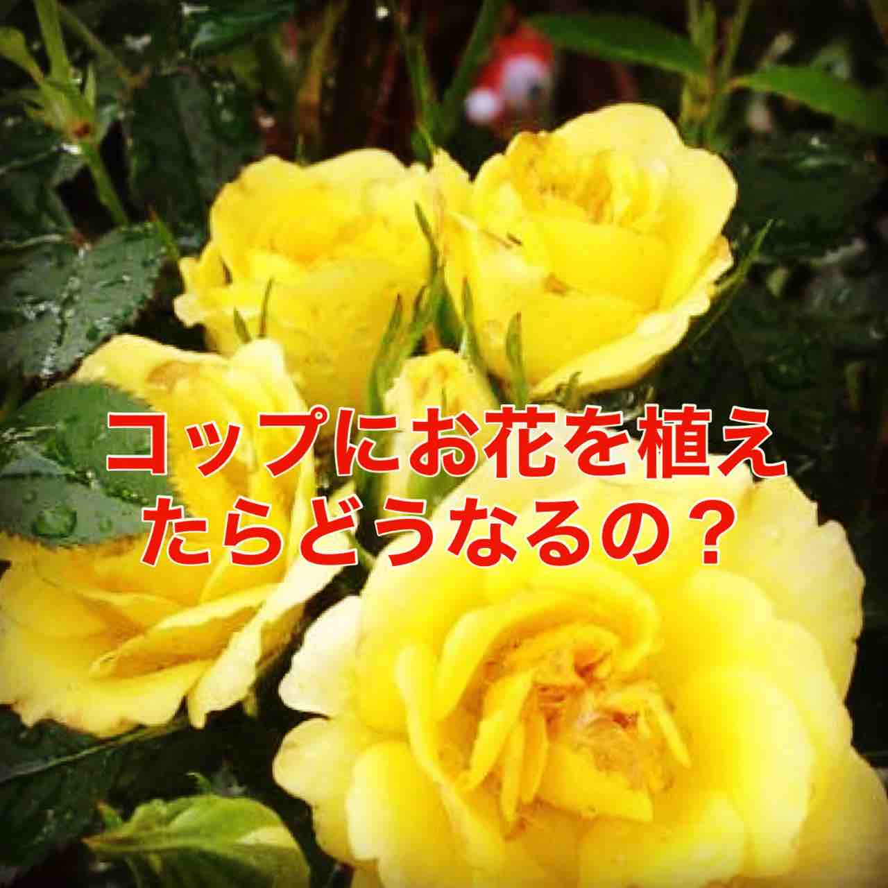 お庭づくり お花がうまく育たない花壇には理由があるの ヒルトップ広島の小さなガーデン屋さん ヒルトップ広島の小さなガーデン屋さんブログ お庭づくり お花がうまく育たない花壇には理由があるの ヒルトップ広島の小さなガーデン屋さん ヒルトップ広島の小さなガーデン屋さんブログ