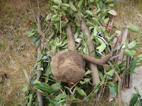 DSC06952