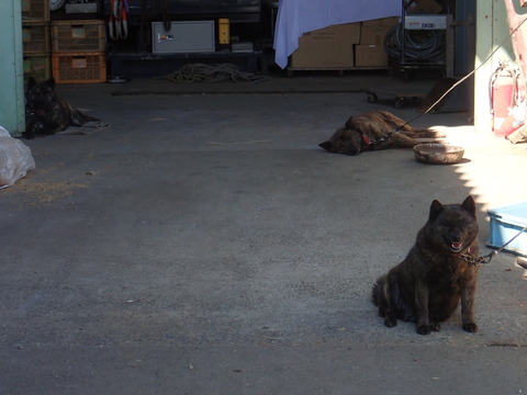 おこっちゃや～よ