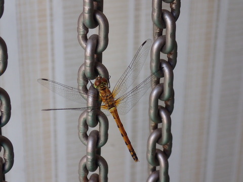 対岸の火事ではない