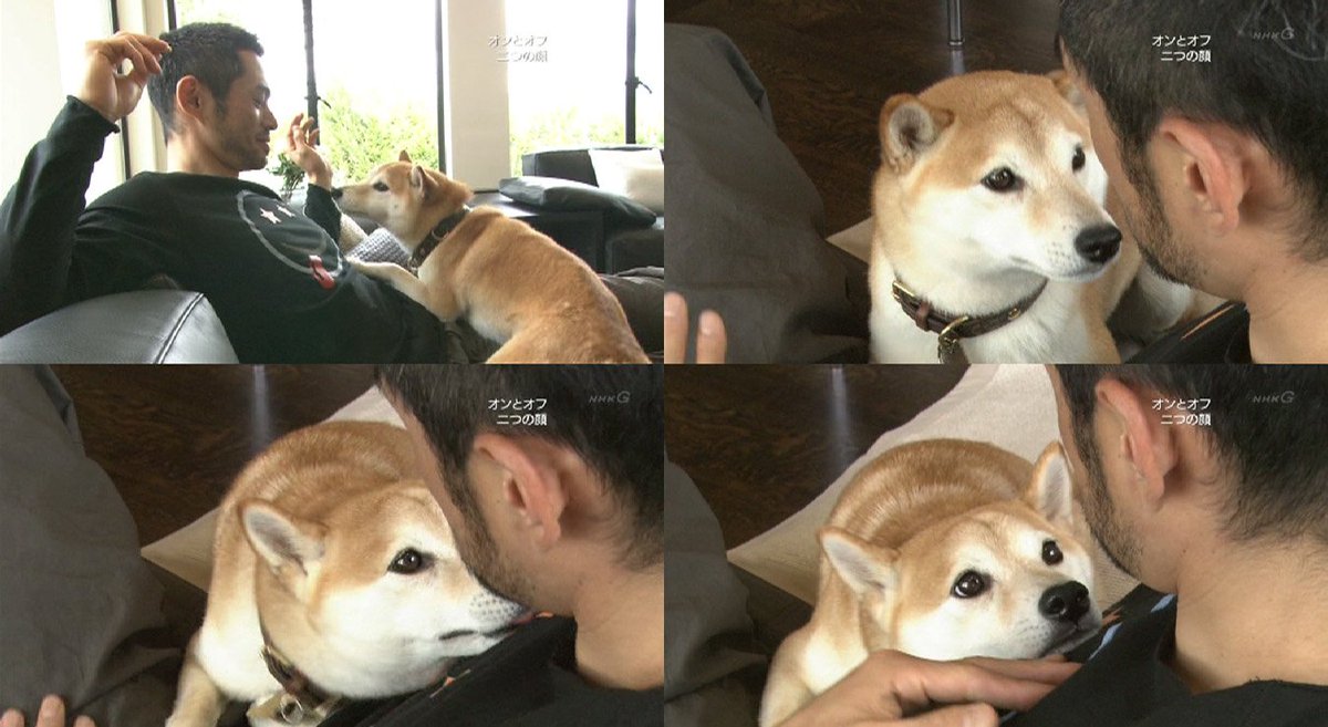 訃報 イチローの愛犬 一弓亡くなっていた スポーツフォン 訃報 イチローの愛犬 一弓亡くなっていた スポーツフォン