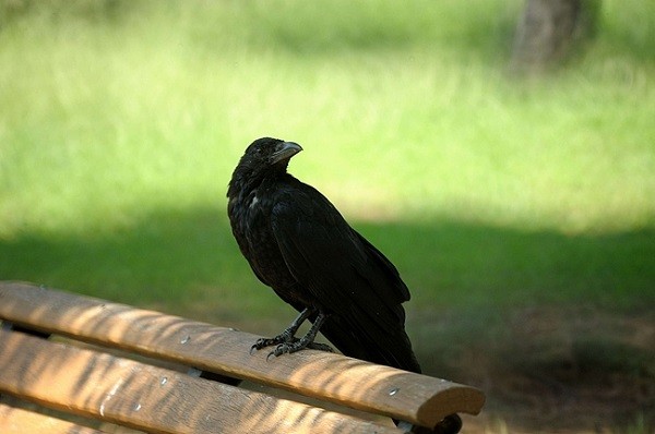 カラスって人間語を理解してるよな