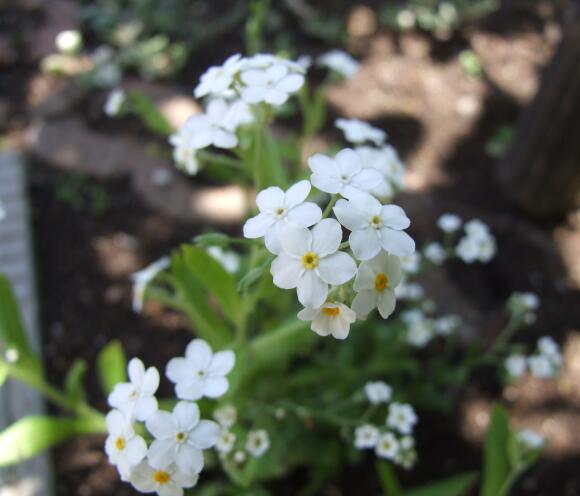 ゆうの Photo Memory わすれな草 ゆうの Photo Memory わすれな草