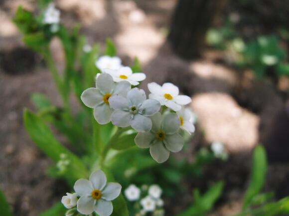 ゆうの Photo Memory わすれな草 ゆうの Photo Memory わすれな草