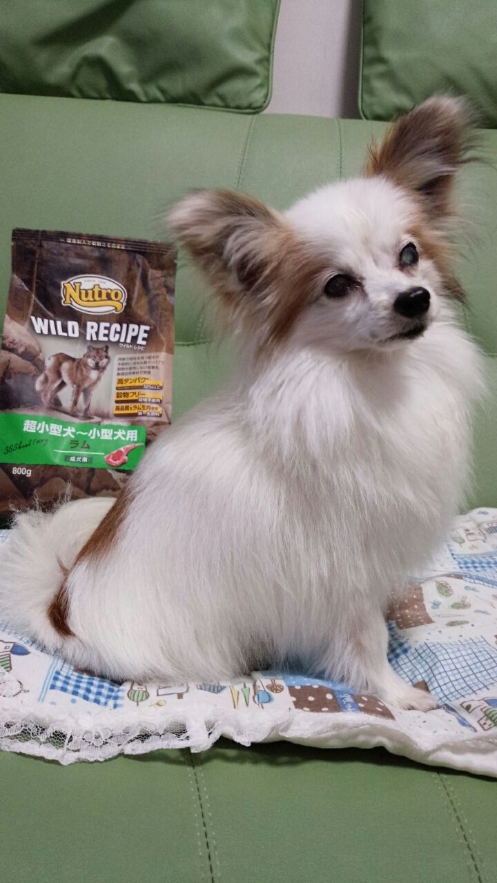 ニュートロ ワイルド レシピ 鹿肉 私と家族とパピとぷ ニュートロ ワイルド レシピ 鹿肉 私と家族とパピとぷ