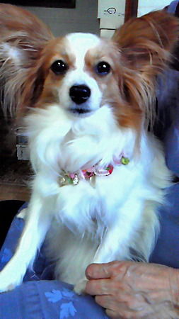 拡散rt希望 パピヨン連れ去り 探しています 私と家族とパピとぷ