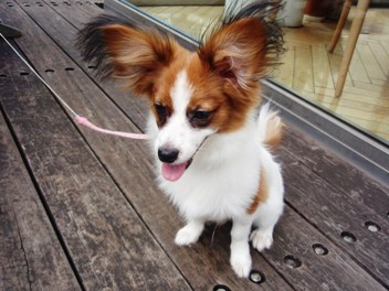 彼はパピヨンだったのか 私と家族とパピとぷ