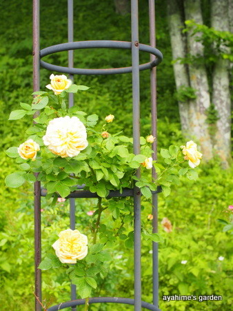 P6230108