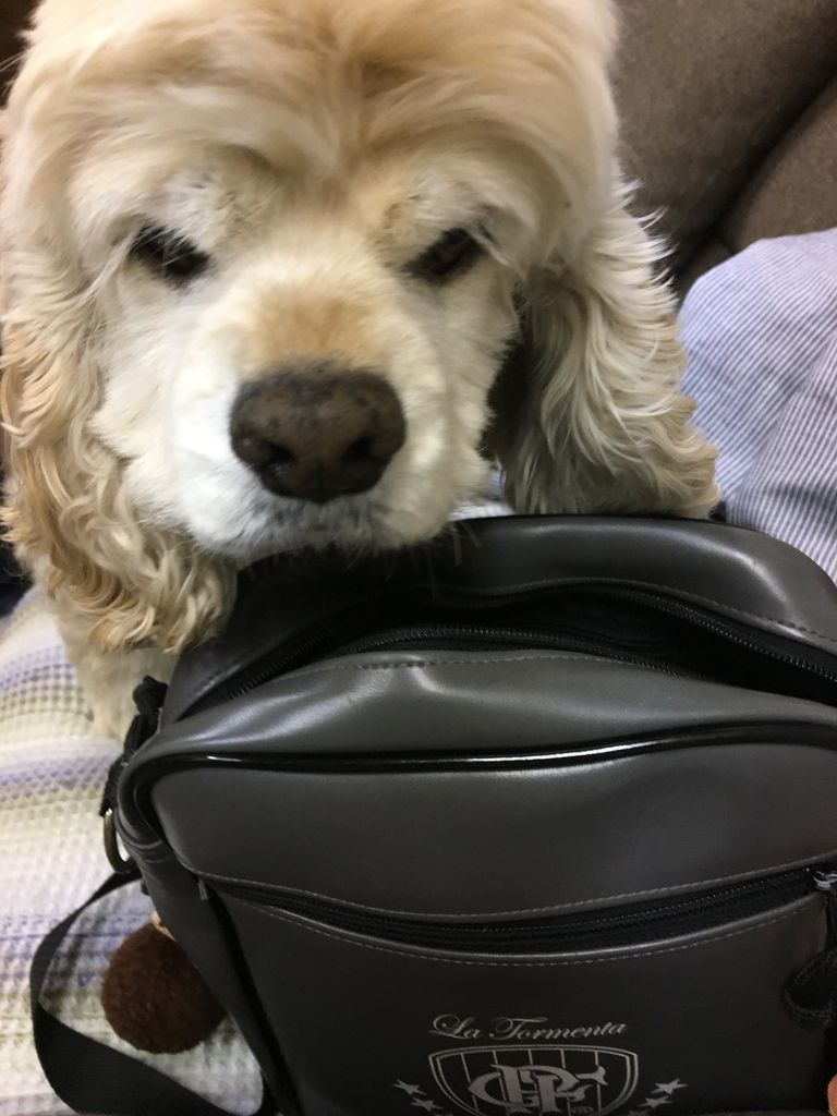 もなかを連れて練馬のマリちゃんワールドへ ボクもなかぁ もなかを連れて練馬のマリちゃんワールドへ ボクもなかぁ