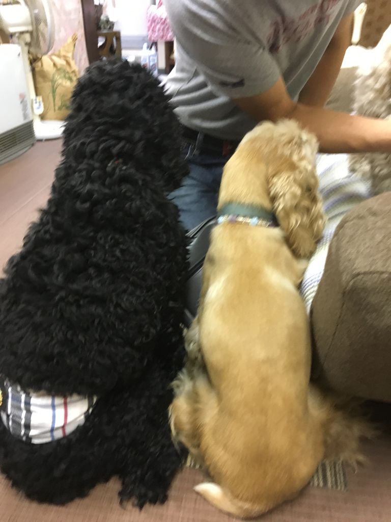 もなかを連れて練馬のマリちゃんワールドへ ボクもなかぁ もなかを連れて練馬のマリちゃんワールドへ ボクもなかぁ