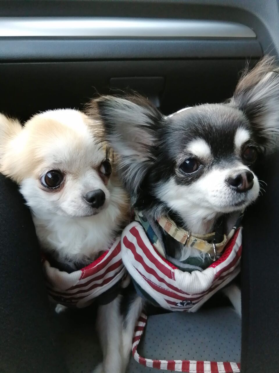 ドッグラン 今ここが幸せな日々