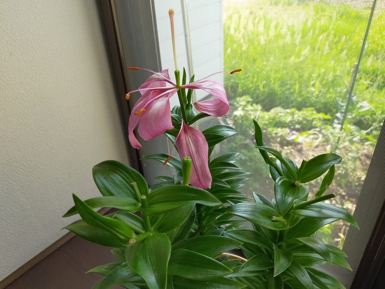 鉢植えの百合を地植えにした 日々あくせく
