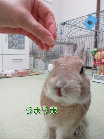 ¥æ¥º¡¡£²