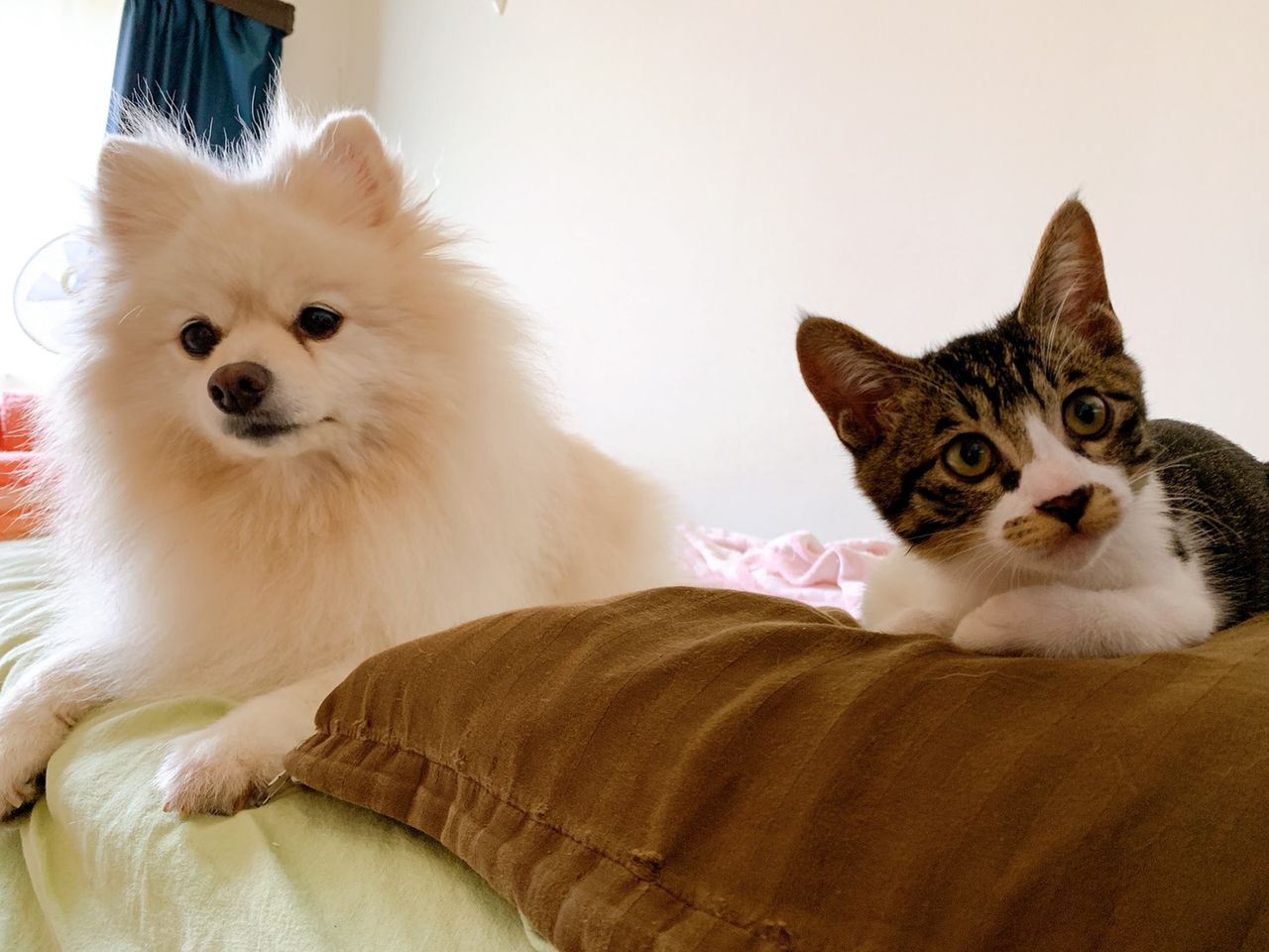 近況届きました その 欽どこ兄妹 終わらない映画