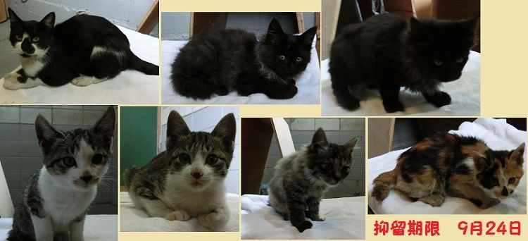 中標津保健所 迷い猫一家 終わらない映画