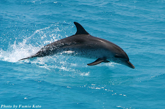 大丈夫 さあ前に進もう Simplicity Adventure 知的冒険の航海地図