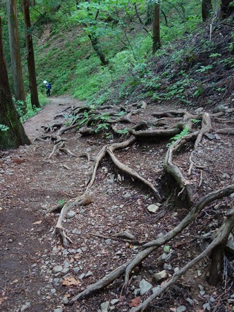 61根が出た登山道